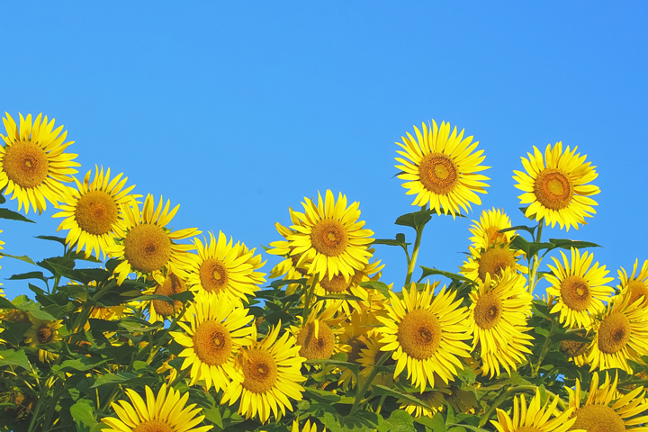 死亡保険とは？